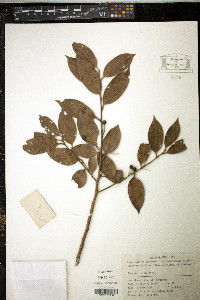 Ilex dasyphylla image