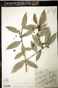 Ilex dipyrena image