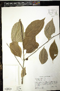 Ilex montana image