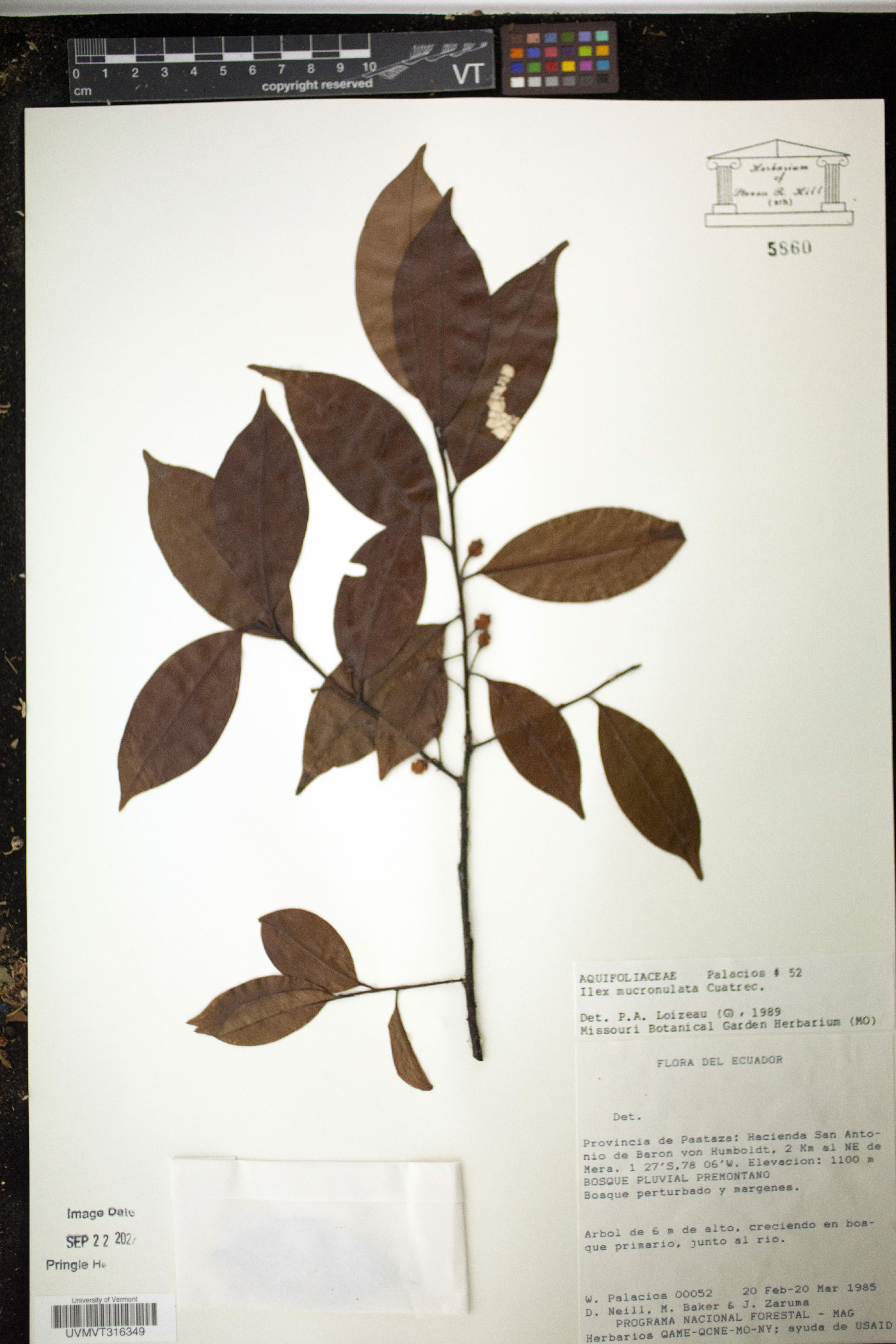 Ilex mucronulata image