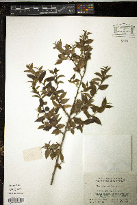 Ilex pubescens image