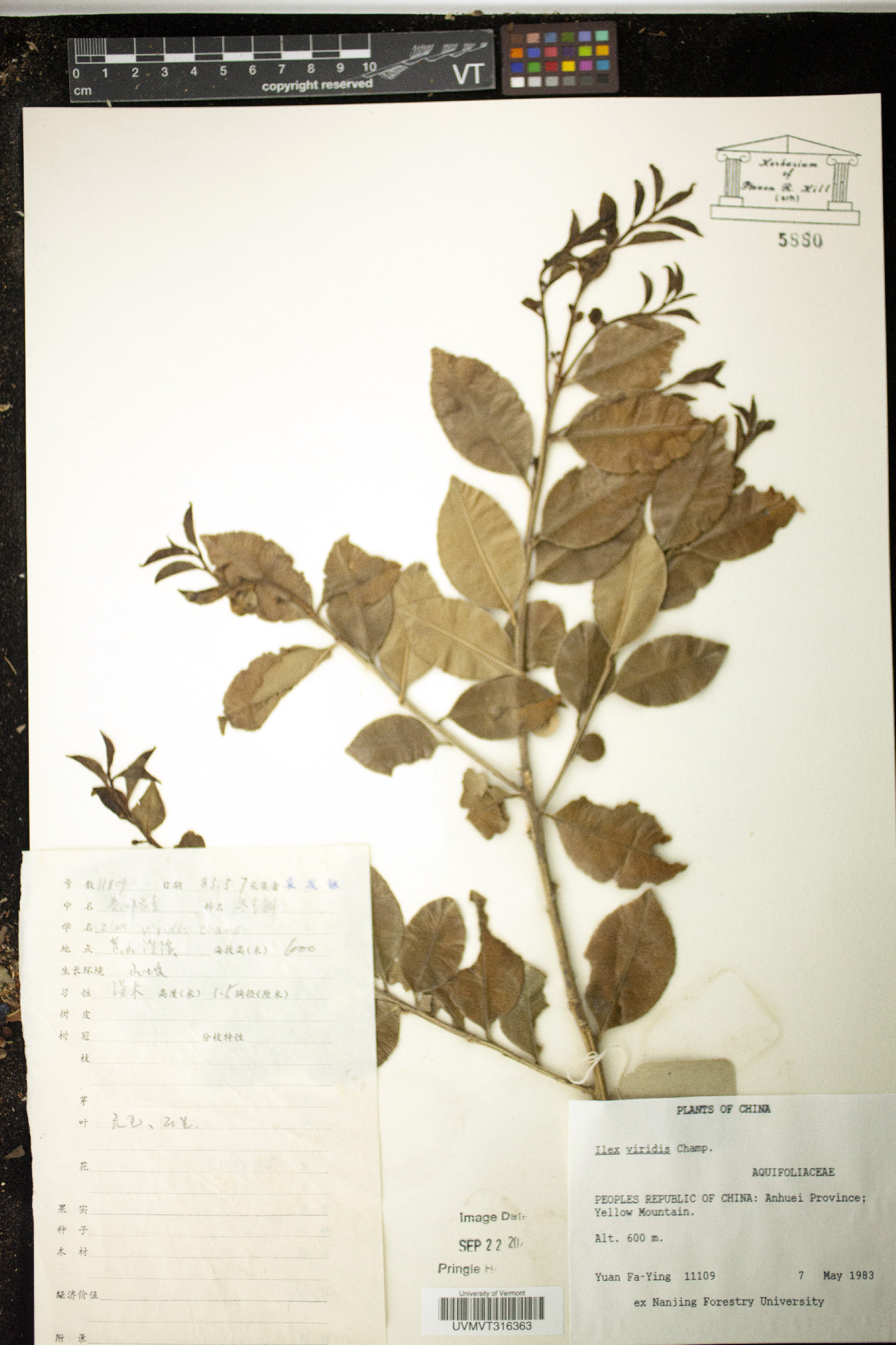 Ilex viridis image