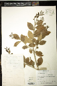 Ilex viridis image