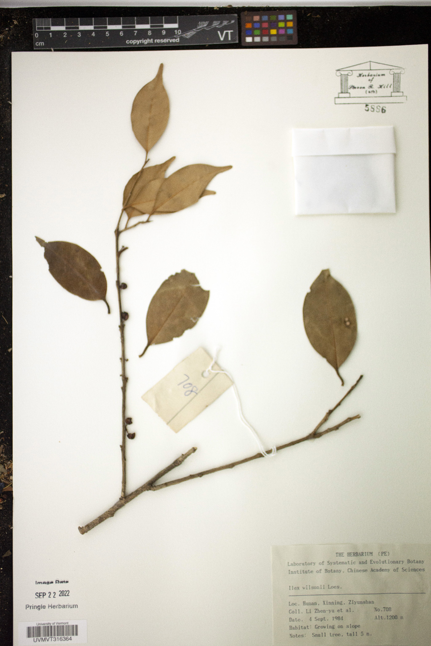 Ilex wilsonii image