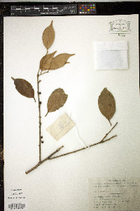 Ilex wilsonii image