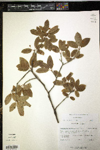 Ilex mucronata image