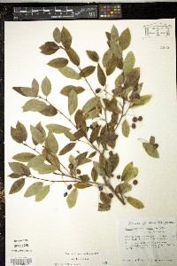 Ilex mucronata image