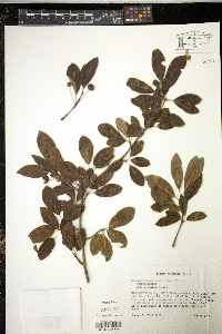 Ilex mucronata image