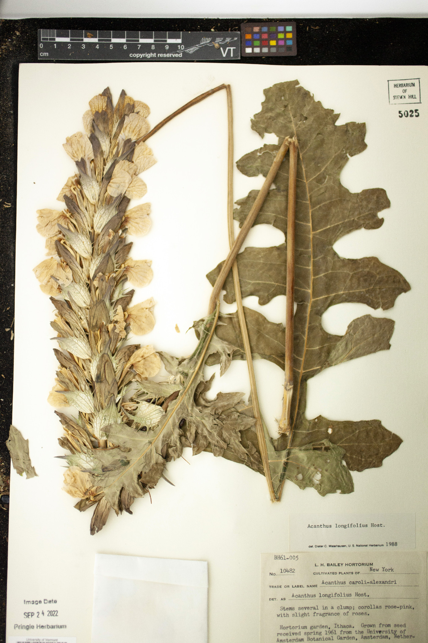 Acanthus hungaricus image