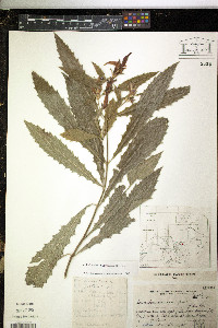 Image of Aphelandra hieronymi