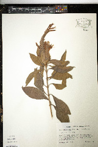 Aphelandra scabra image