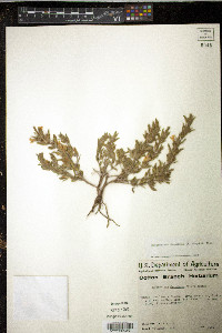 Dyschoriste schiedeana var. decumbens image