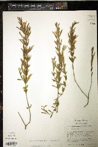 Dyschoriste linearis image