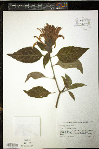 Justicia carnea image