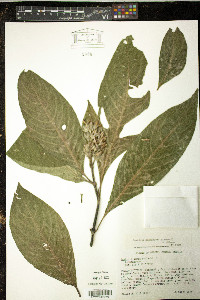 Justicia carnea image