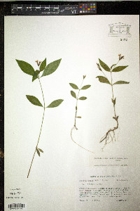 Justicia ovata image