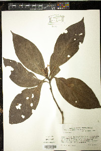 Odontonema albiflorum image