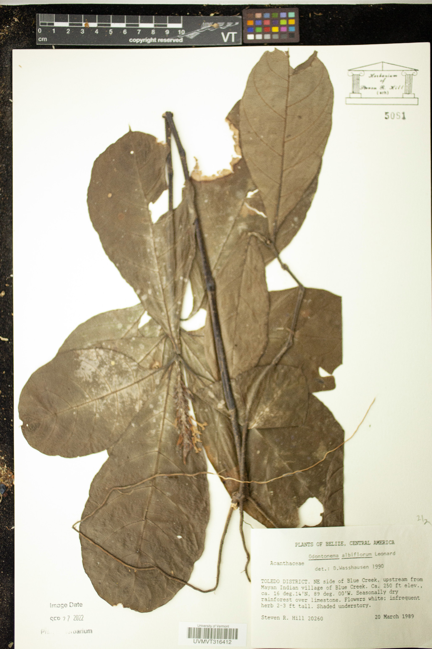 Odontonema albiflorum image