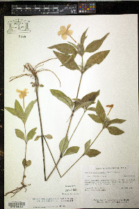 Ruellia caroliniensis var. caroliniensis image