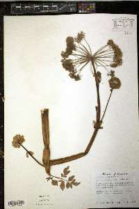 Angelica atropurpurea image