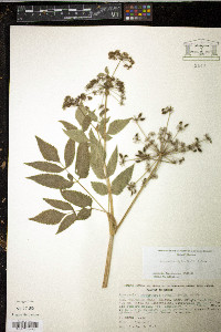 Arracacia atropurpurea image