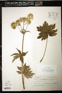 Astrantia major image