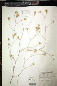 Bupleurum baldense image