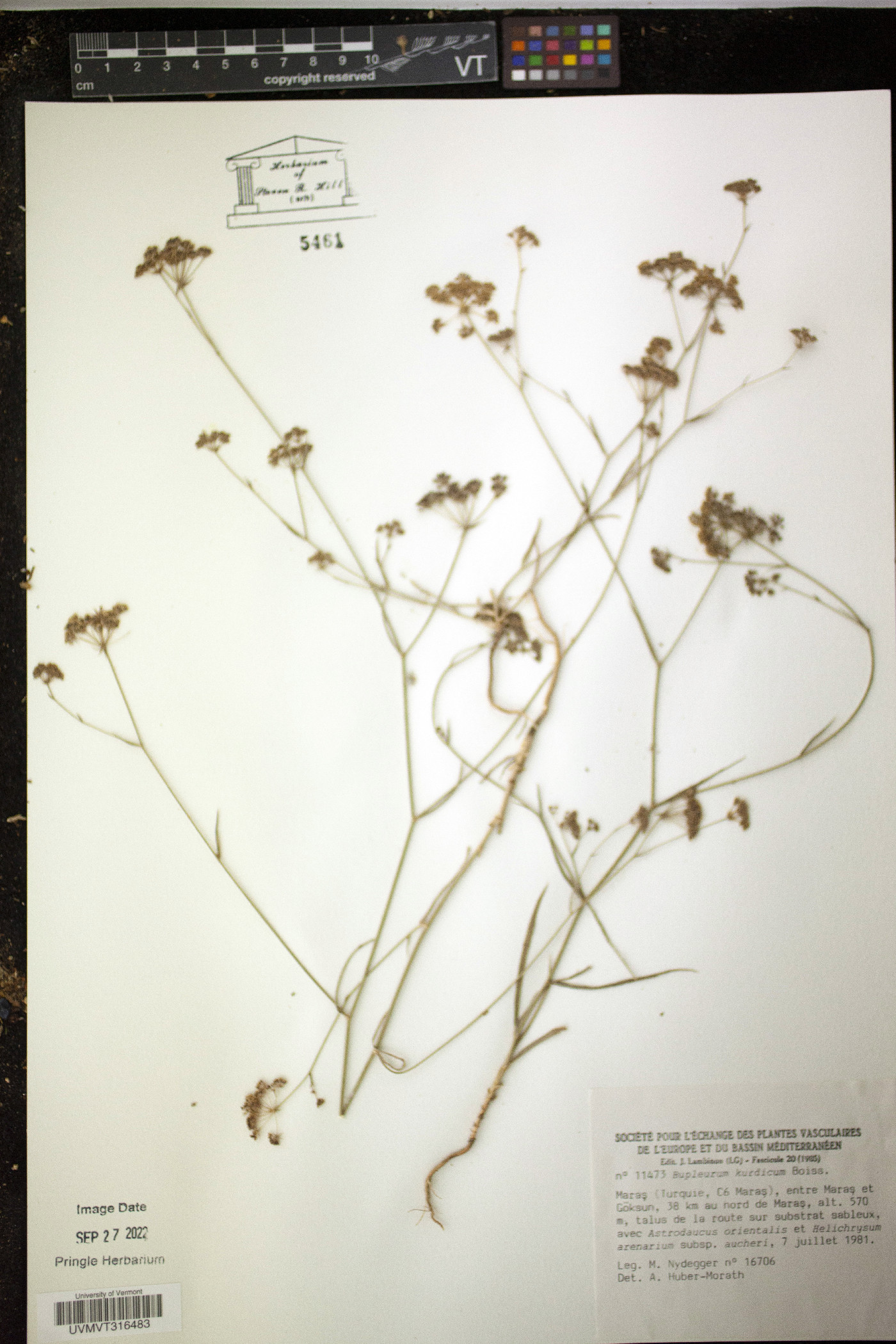 Bupleurum kurdicum image