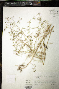 Cyclospermum leptophyllum image