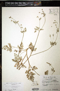 Chaerophyllum procumbens var. procumbens image