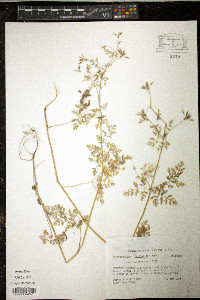 Chaerophyllum tainturieri var. tainturieri image