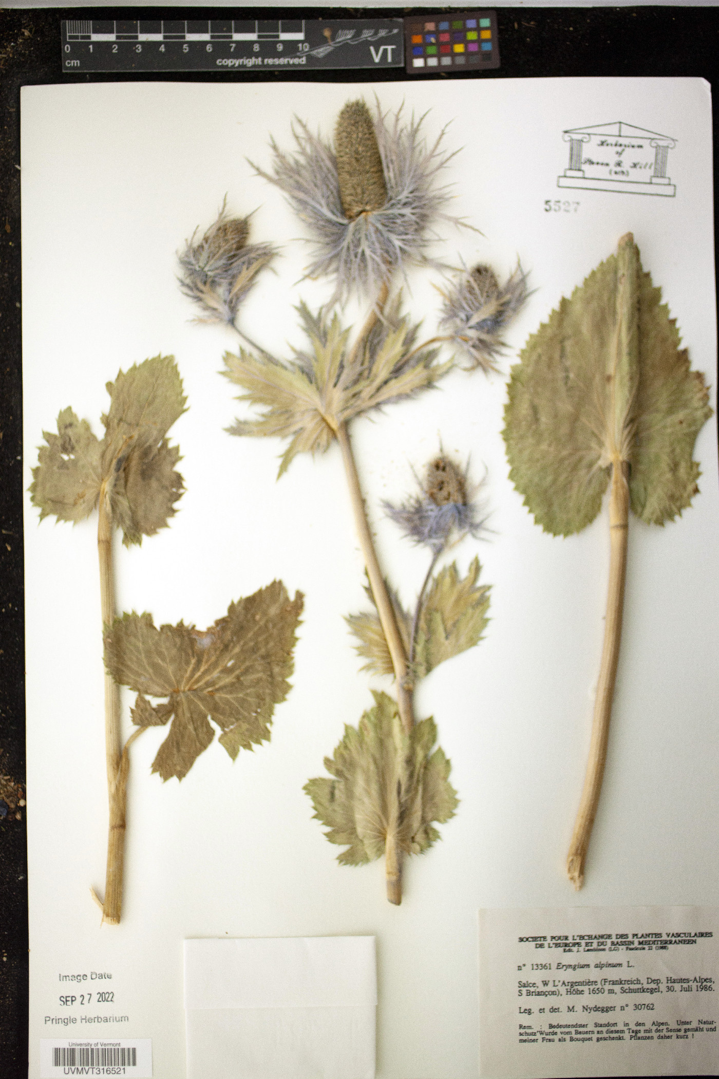 Eryngium alpinum image