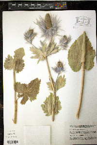 Image of Eryngium alpinum