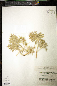 Eryngium campestre image