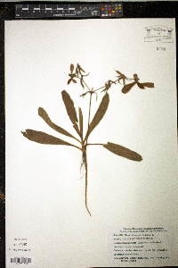Eryngium foetidum image