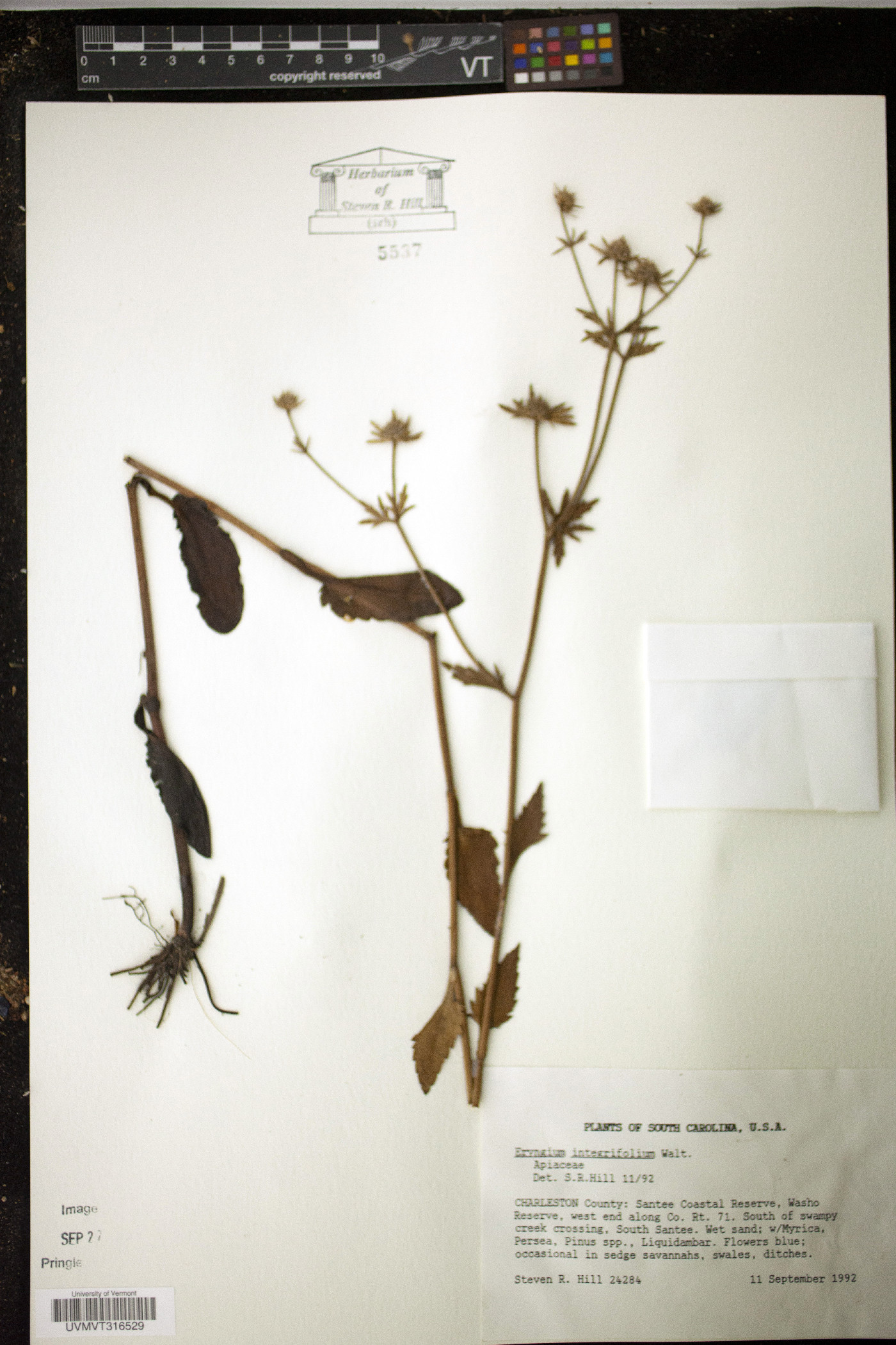 Eryngium integrifolium image