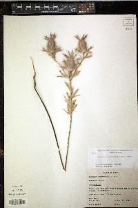 Eryngium leavenworthii image