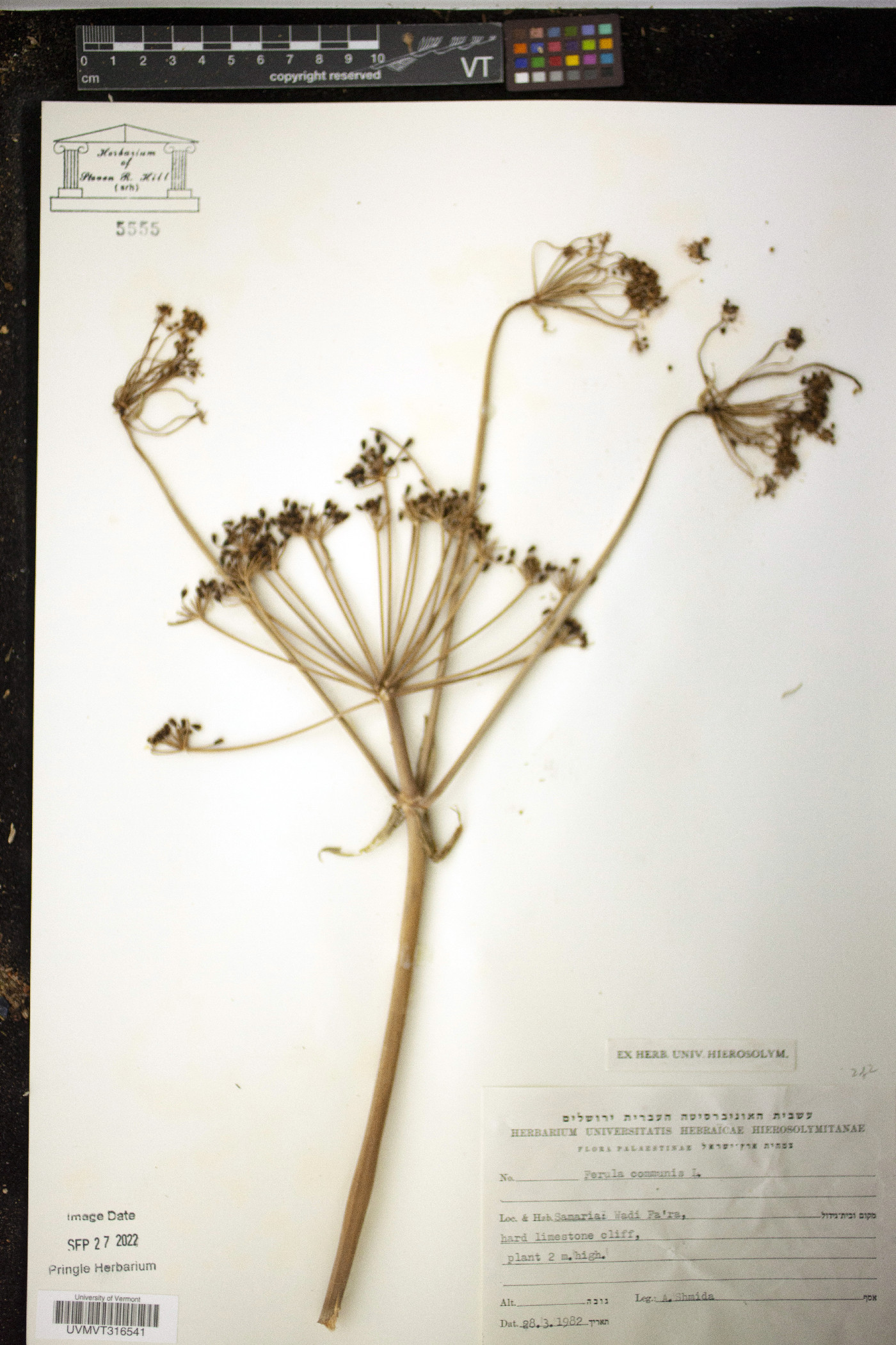 Ferula communis image