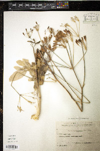 Heptaptera anisoptera image