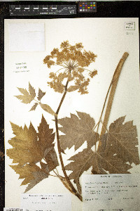 Heracleum maximum image