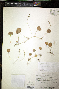 Hydrocotyle verticillata var. verticillata image