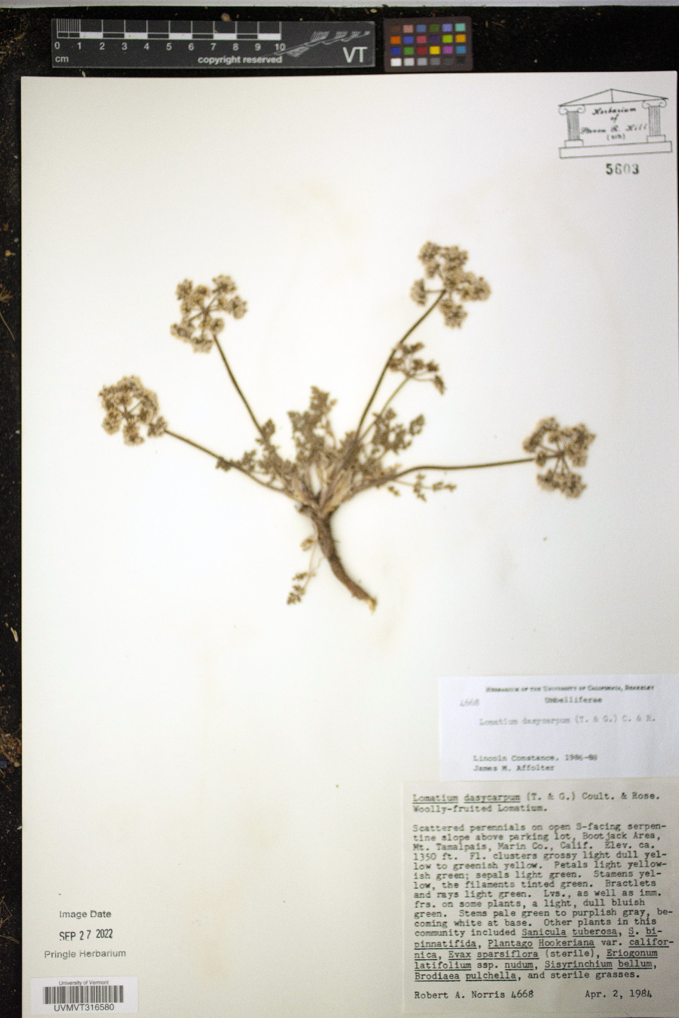 Lomatium dasycarpum image