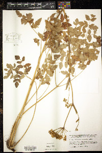 Image of Peucedanum cervaria