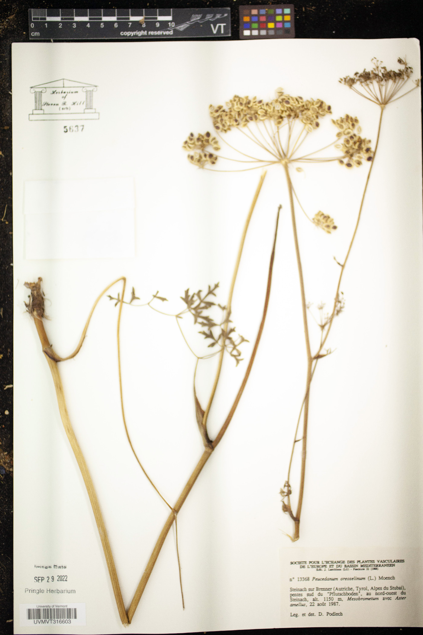 Peucedanum oreoselinum image