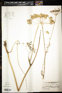 Peucedanum oreoselinum image