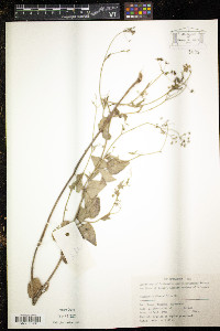 Image of Pimpinella diversifolia