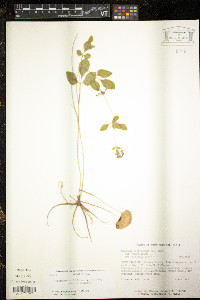 Thaspium trifoliatum image