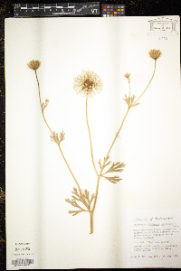 Trachymene coerulea image