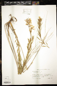 Amsonia ciliata image