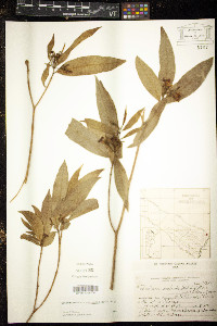 Tabernaemontana australis image